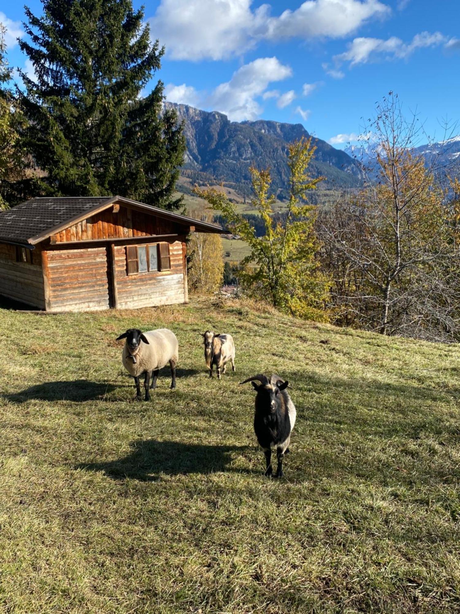 Encia'S Home Dolomiti كاستيلو-مولينا دي فيم المظهر الخارجي الصورة